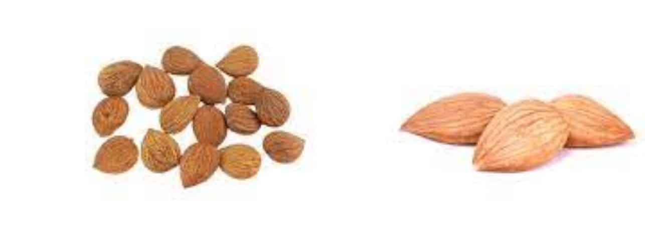 Difference Between Almonds and Apricot Kernels